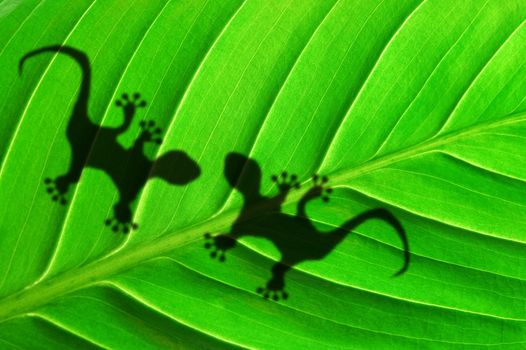 gecko shadow on green leaf texture showing nature concept with copyspace