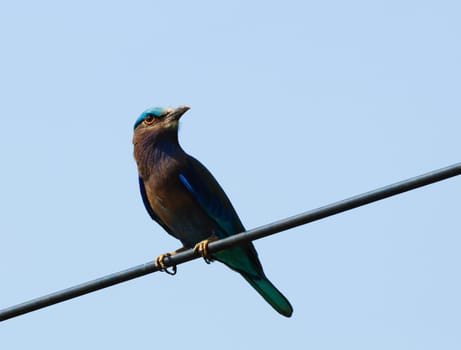 Indian Roller Bird (Coracias benghalensis Linnaeus 1758), Thailand