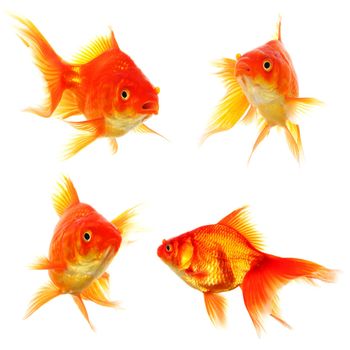 goldfish collection or group or fishes isolated on white background