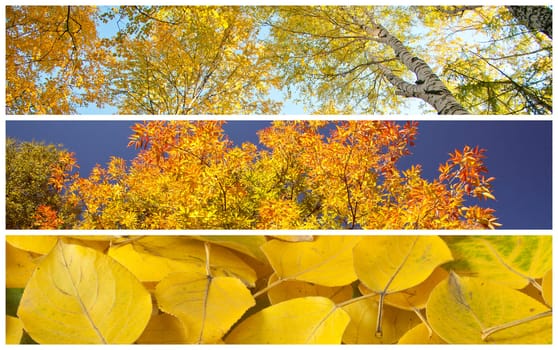 Set of autumnal background with yellow leaves