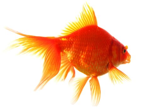 goldfish isolated on white showing success or job search concept