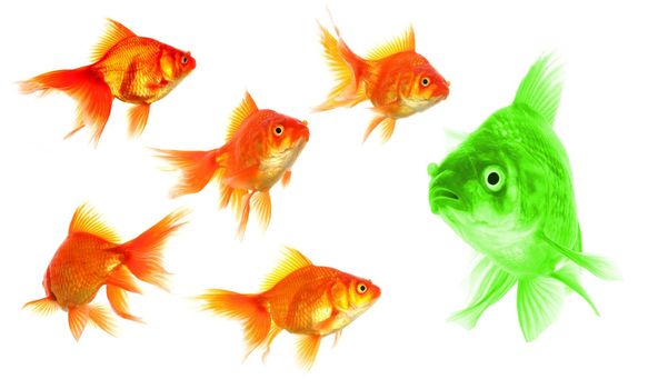 goldfish showing discrimination success individuality leadership or motivation concept