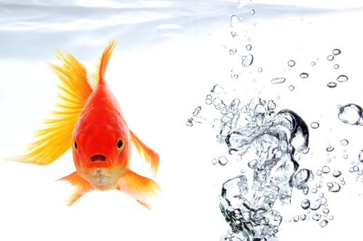 swimming goldfish in fishtank with water or air bubbles