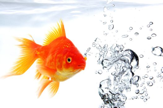 goldfish swimming in water or fishtank with air bubbles