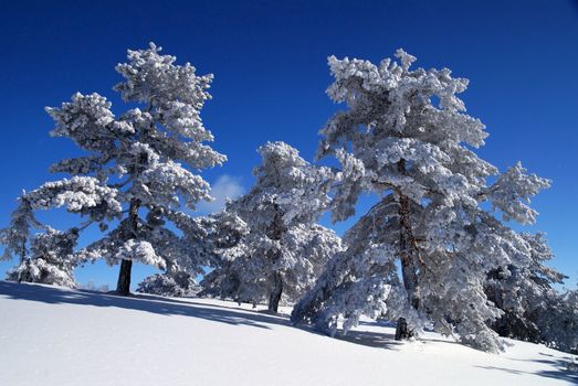 Mountain Winter Idyllic Scene