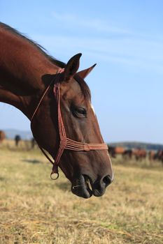 Profile of a horse in front of the herd of horses.