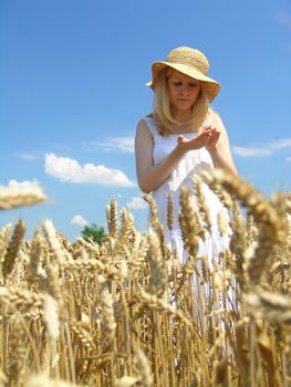 Field of Wheat