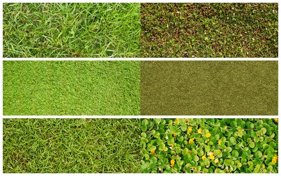 Set of textures of different kinds of grass, high-resolution