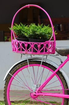 pink painted bicycle with a basket with Plants