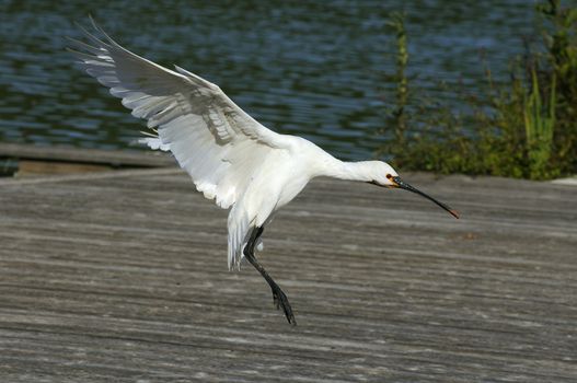 Nice landing white Geese in the landscape