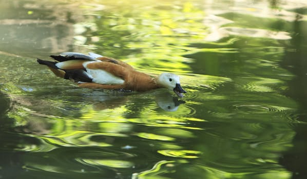 Image of a common duck with an open beak in a pond in a green forest. 