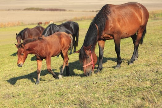 Mare and her foal grazing in front of a herd of horses in a filed.