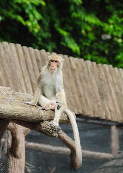 monkey in Thailand