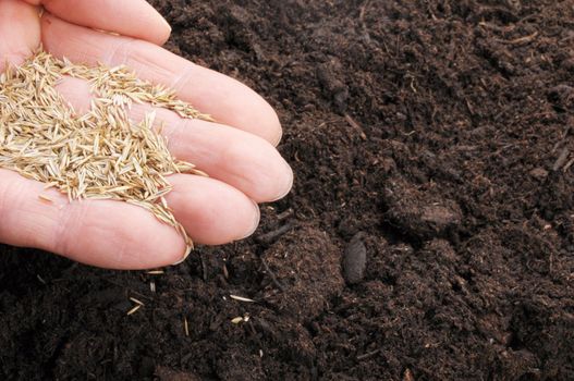 hand sowing seed on soil showing growth concept