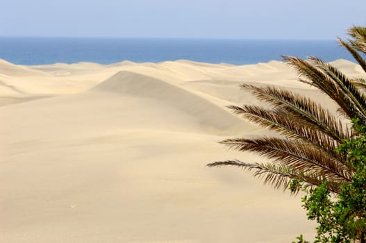 Palm and desert landscape in the background.