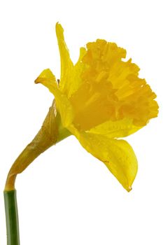 Yellow daffodil with waterdrops. On a clean white background.