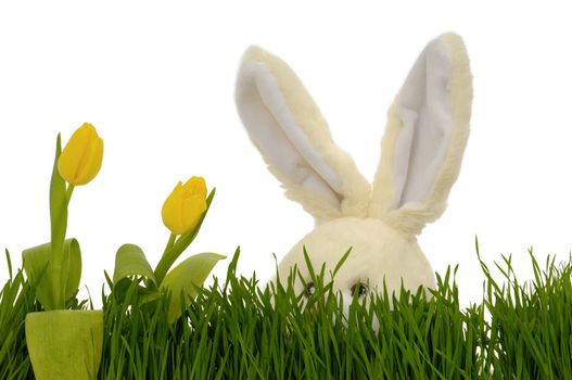 Easter bunny is playing hide and seek behind tulips and green grass.