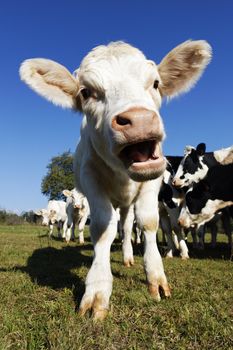 cute baby cow on farmland in summer 
