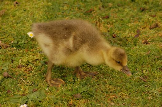 a greylag gosling