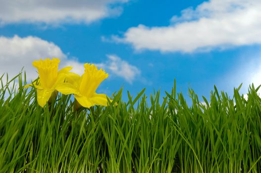 Daffodils with water drops in green grass with a blue and cloudy sky.