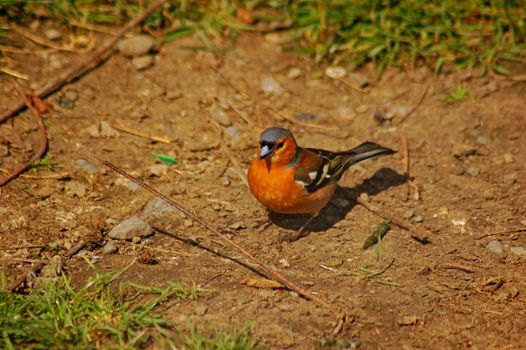 a cock chaffinch,(fringilla coelebs) on the ground