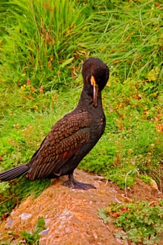 a great cormorant,(phalacrocorax carbo) preening