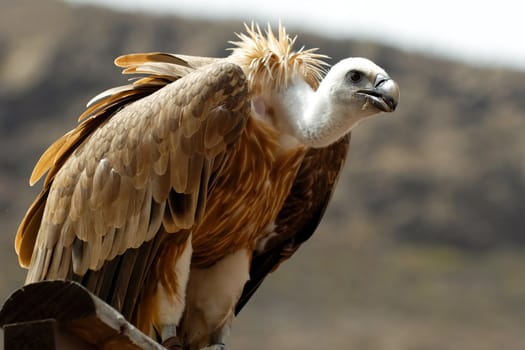 Young griffon is resting while looking down.