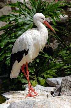 Stork is standing in green nature