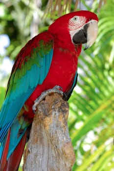 Parrot is posing.