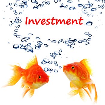 investment invest finance financial or business concept with goldfish on white