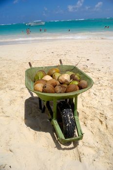 Coconuts in a wheelbarrow are for sale on exotic beach