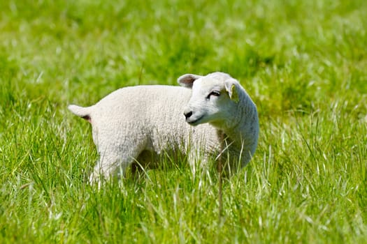 Lamb standing on green field looking.