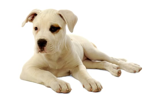 Sweet sad puppy resting on a white background