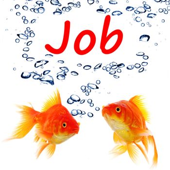 find a job concept with goldfish on white background