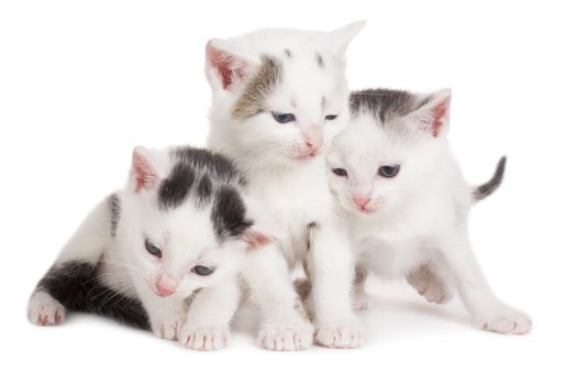 close-up black and white kittens on white background