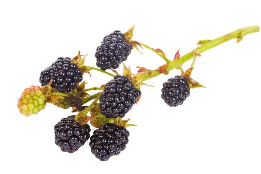 close-up blackberry branch, isolated on white