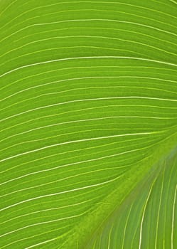 Close up of backlit leaf of plant of calla