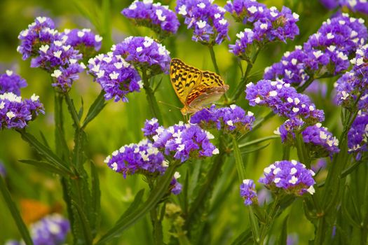 close-up butterfly sitting on flower