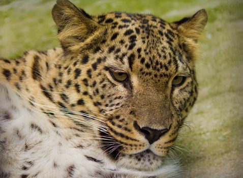 close-up muzzle of resting leopard