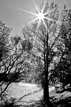 Early afternoon sun shining through behind a tree by a pond