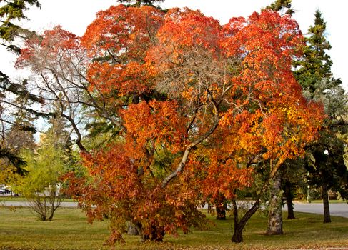 Trees with multi colored leaves  in a park during the months of fall.