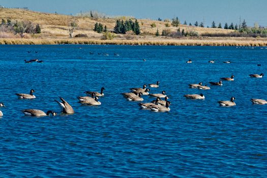 A picture of a pond with many wild geese and the reflection of the clouds