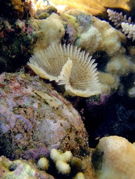 Underwater scene, rest on the Red sea, Egypt, Dahab