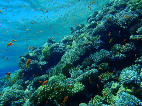 Underwater scene, rest on the Red sea, Egypt, Dahab