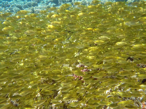 Underwater scene, rest on the Red sea, Egypt, Dahab