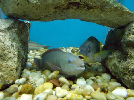 Underwater scene, rest on the Red sea, Egypt, El Guna