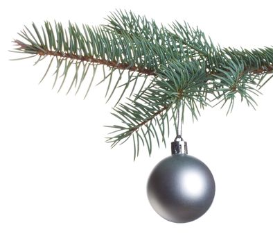 close-up silver ball on fir branch, isolated on white