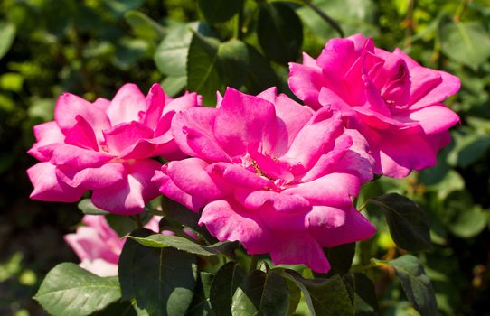 three beautiful pink roses against green background