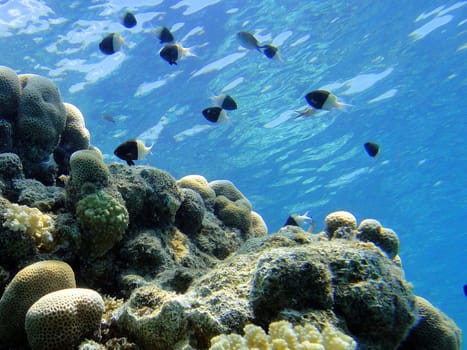 Underwater scene, rest on the Red sea, Egypt, Sharm El Sheikh