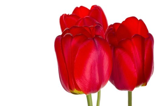 close-up three red tulips, isolated on white